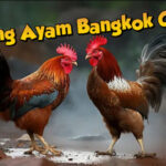 Sabung Ayam Bangkok Online