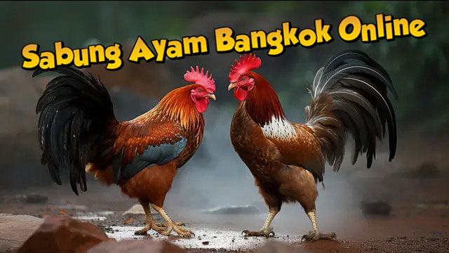 Sabung Ayam Bangkok Online